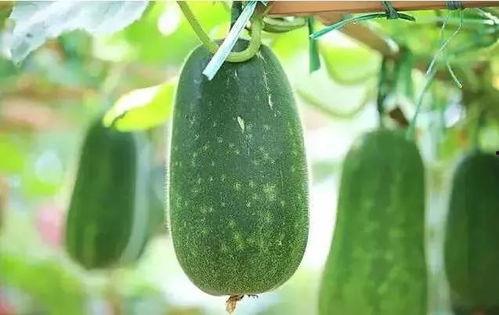 吃杏吃小瓜会有什么反应,健康生活新体验