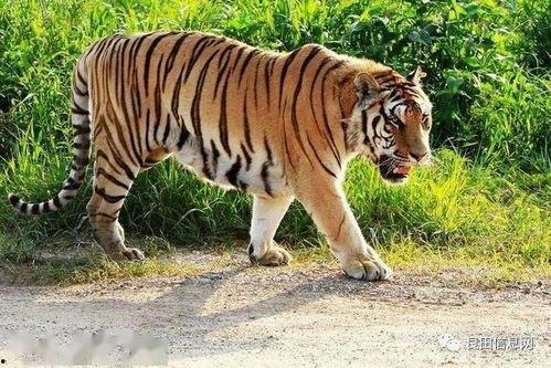 难言吃瓜小老虎,揭秘小老虎背后的故事