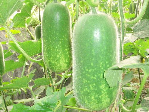 暑热吃瓜,吃瓜攻略，清凉一夏尽在此！