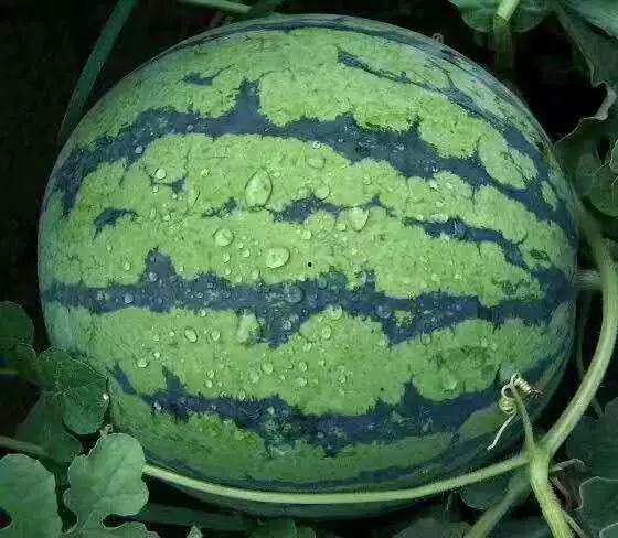 蝶子碟子子吃瓜,夏日清凉吃瓜记