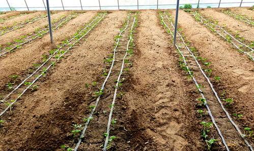 鲁山吃瓜群众,揭秘当地独特民俗风情