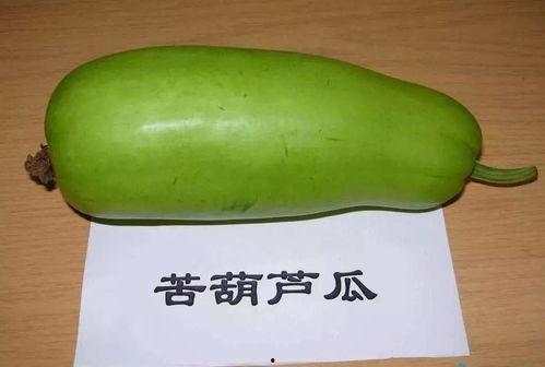 吃生瓜苦,探寻苦涩背后的成长与智慧