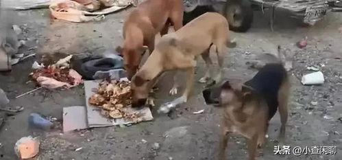 石家庄吃瓜杀妻案件