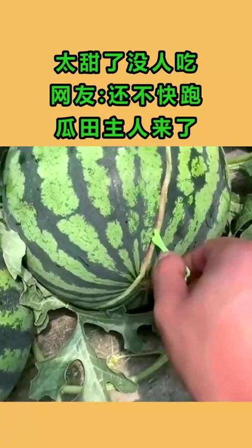 吃瓜的主人